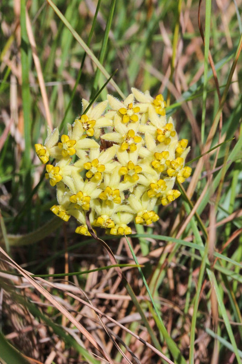 Asclepias montevaga