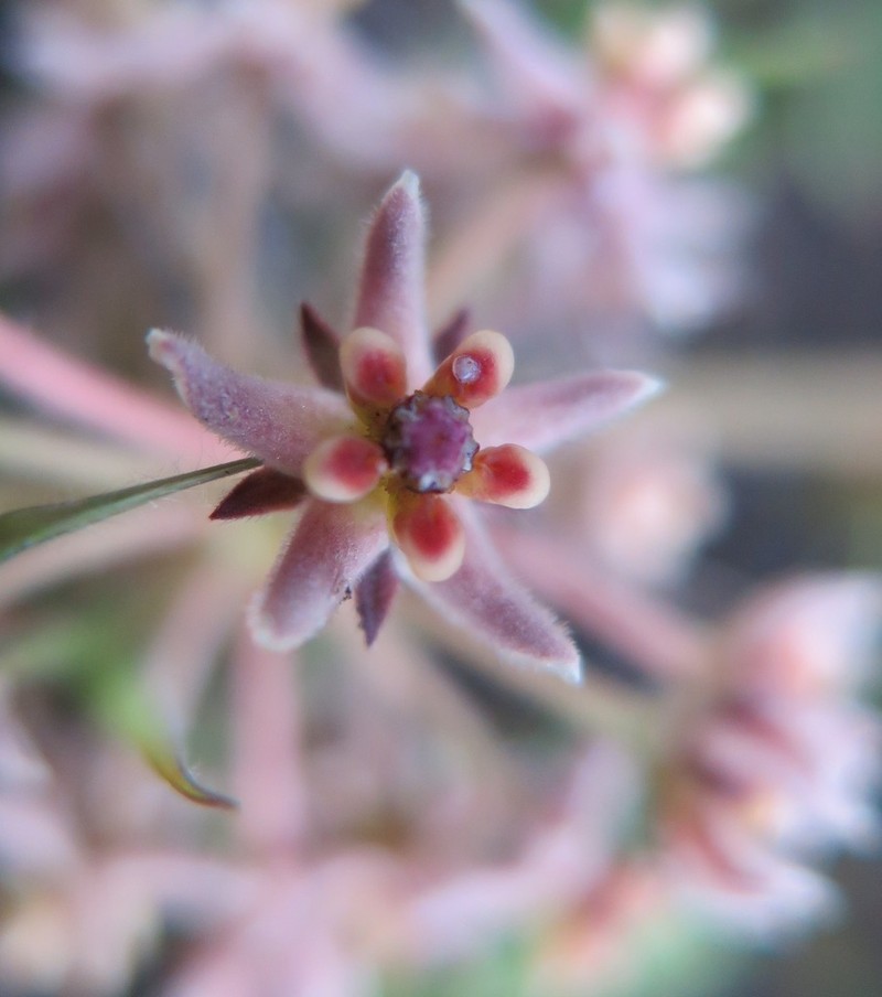 Asclepias montevaga photo 2