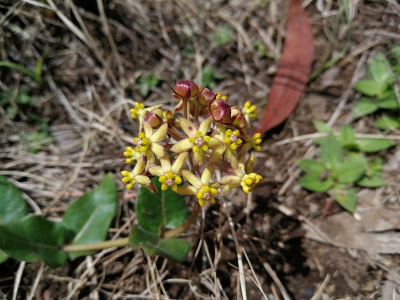 Asclepias montevaga photo 3