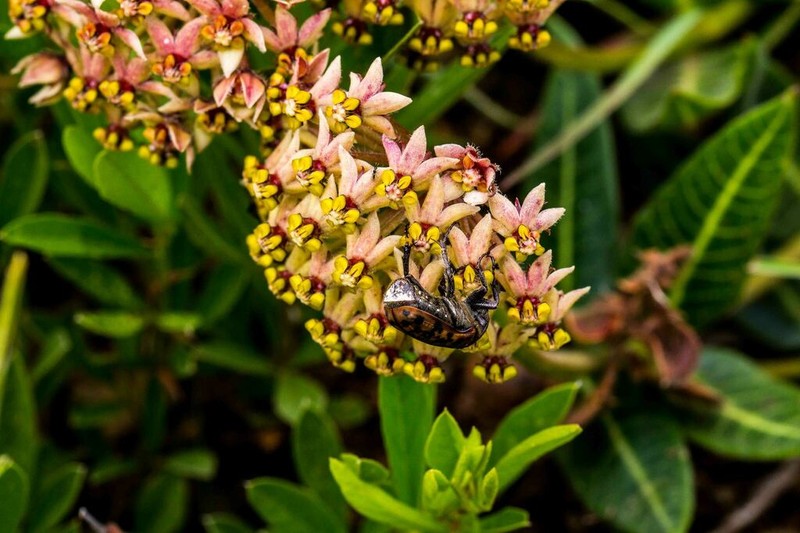 Asclepias montevaga photo 4