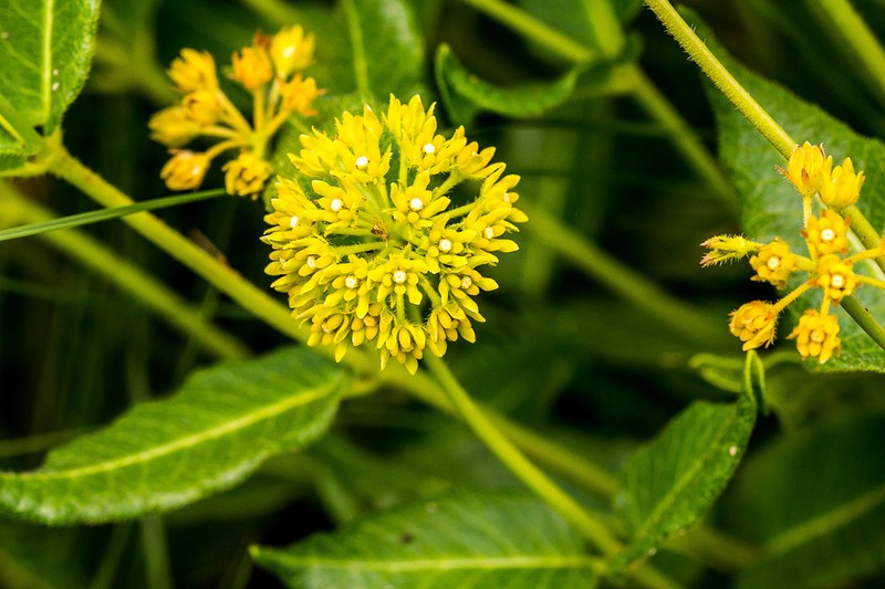 Asclepias montevaga photo 5