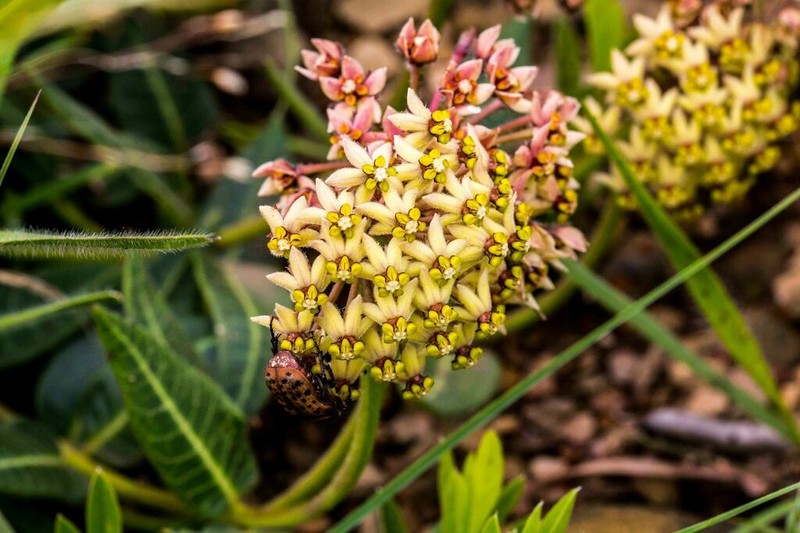 Asclepias montevaga photo 6