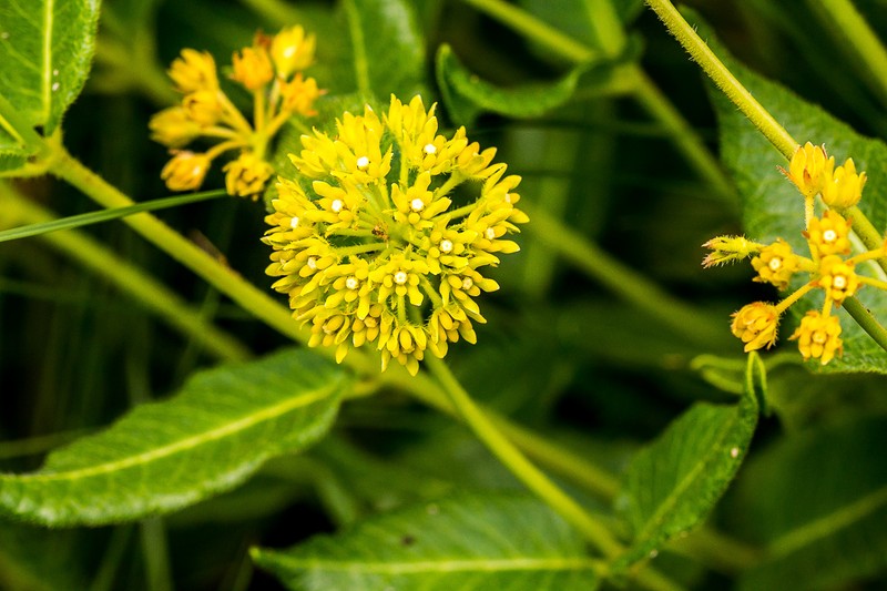 Asclepias montevaga photo 7