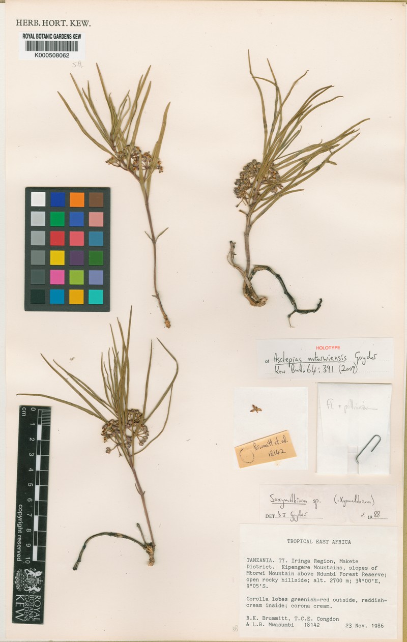 Asclepias mtorwiensis photo 3