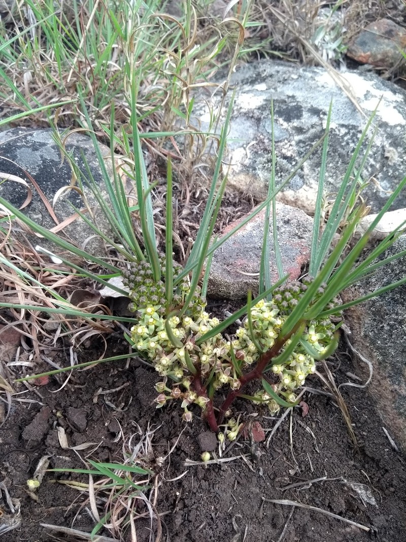 Asclepias mtorwiensis