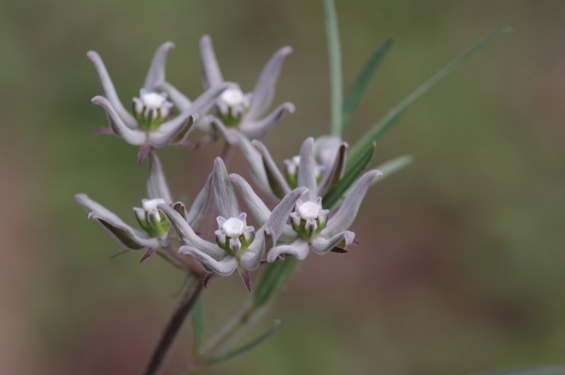 Asclepias navicularis