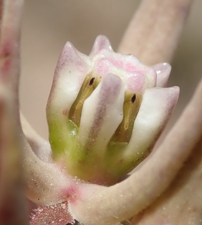 Asclepias navicularis photo 2