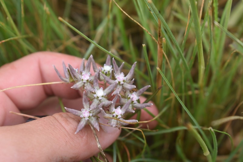 Asclepias navicularis photo 3