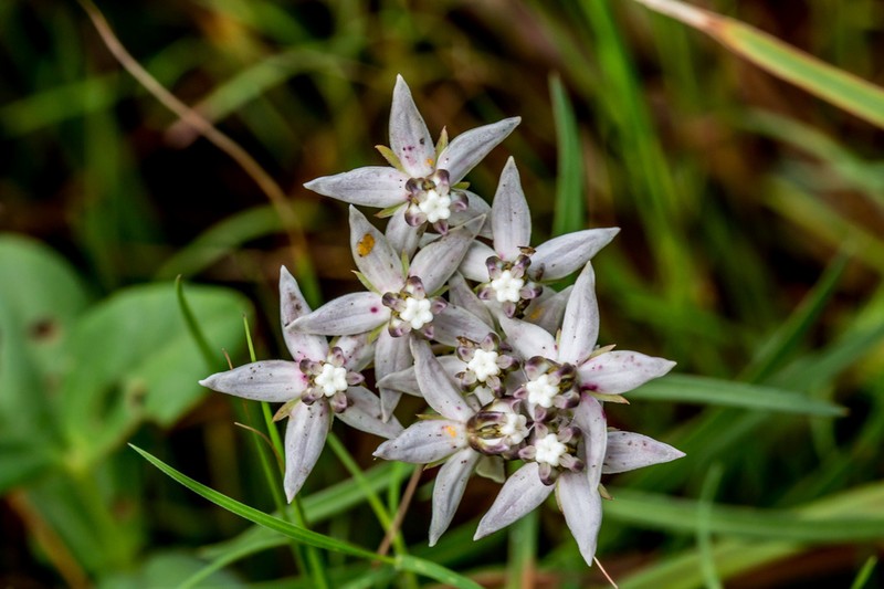 Asclepias navicularis photo 4