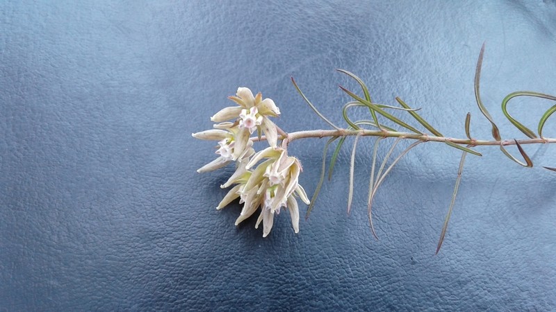 Asclepias navicularis photo 5