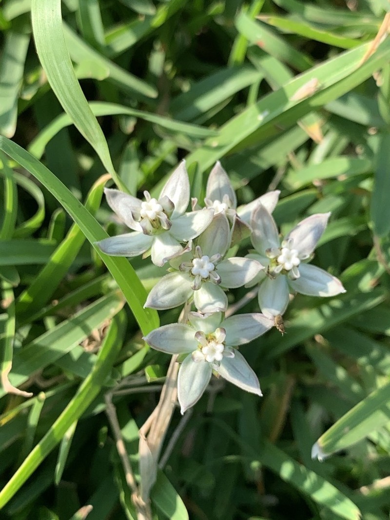 Asclepias navicularis photo 6