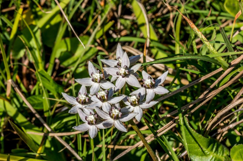 Asclepias navicularis photo 8