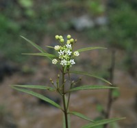 Caribbean Milkweed
