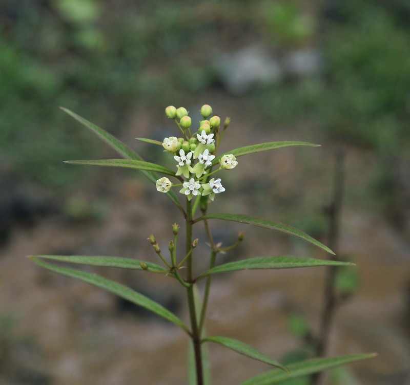 Caribbean Milkweed
