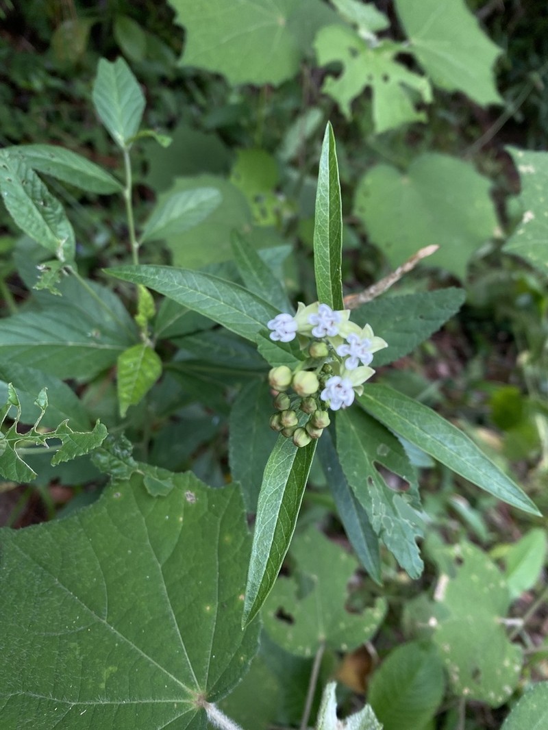Caribbean Milkweed photo 2