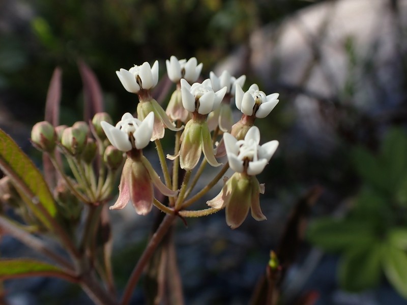Caribbean Milkweed photo 3