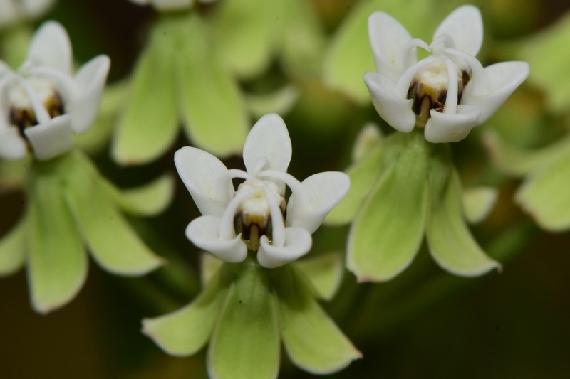 Caribbean Milkweed photo 4