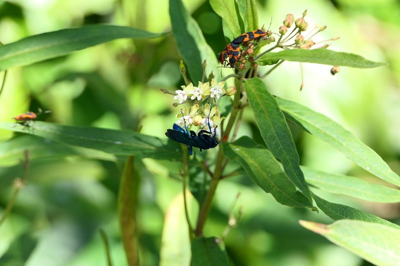 Caribbean Milkweed photo 5
