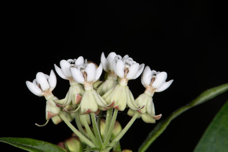 Caribbean Milkweed photo 6