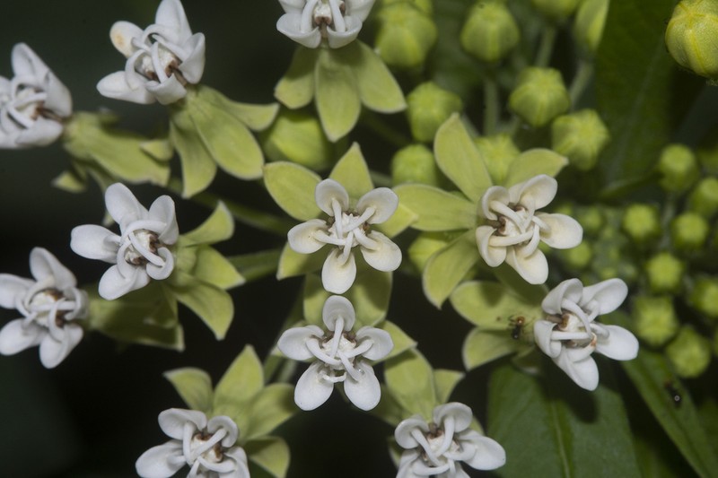 Caribbean Milkweed photo 7