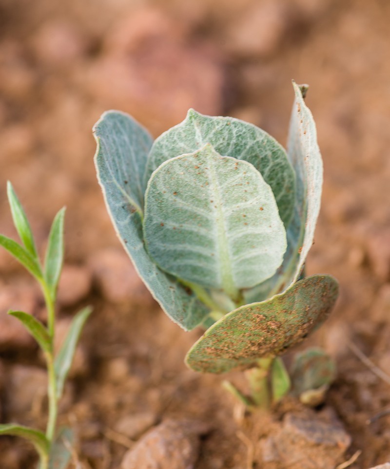 Tufted Milkweed