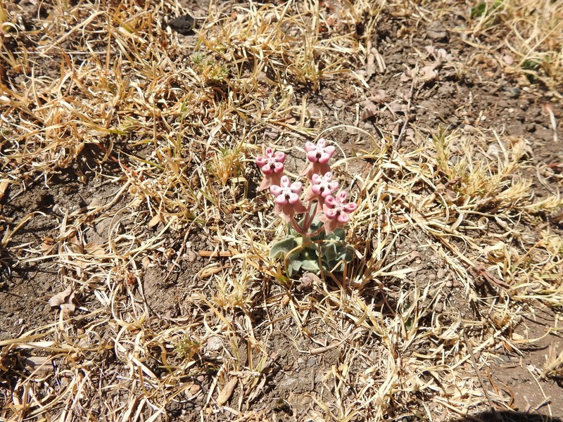 Tufted Milkweed photo 2