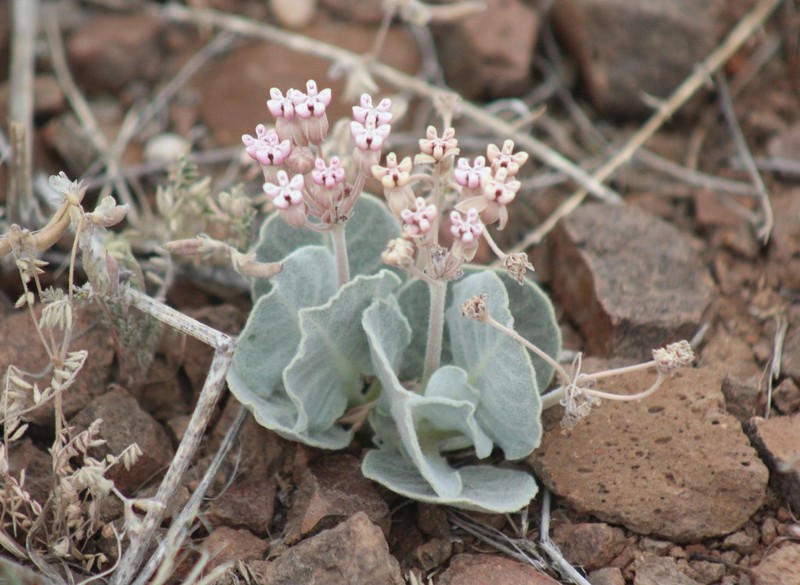 Tufted Milkweed photo 3