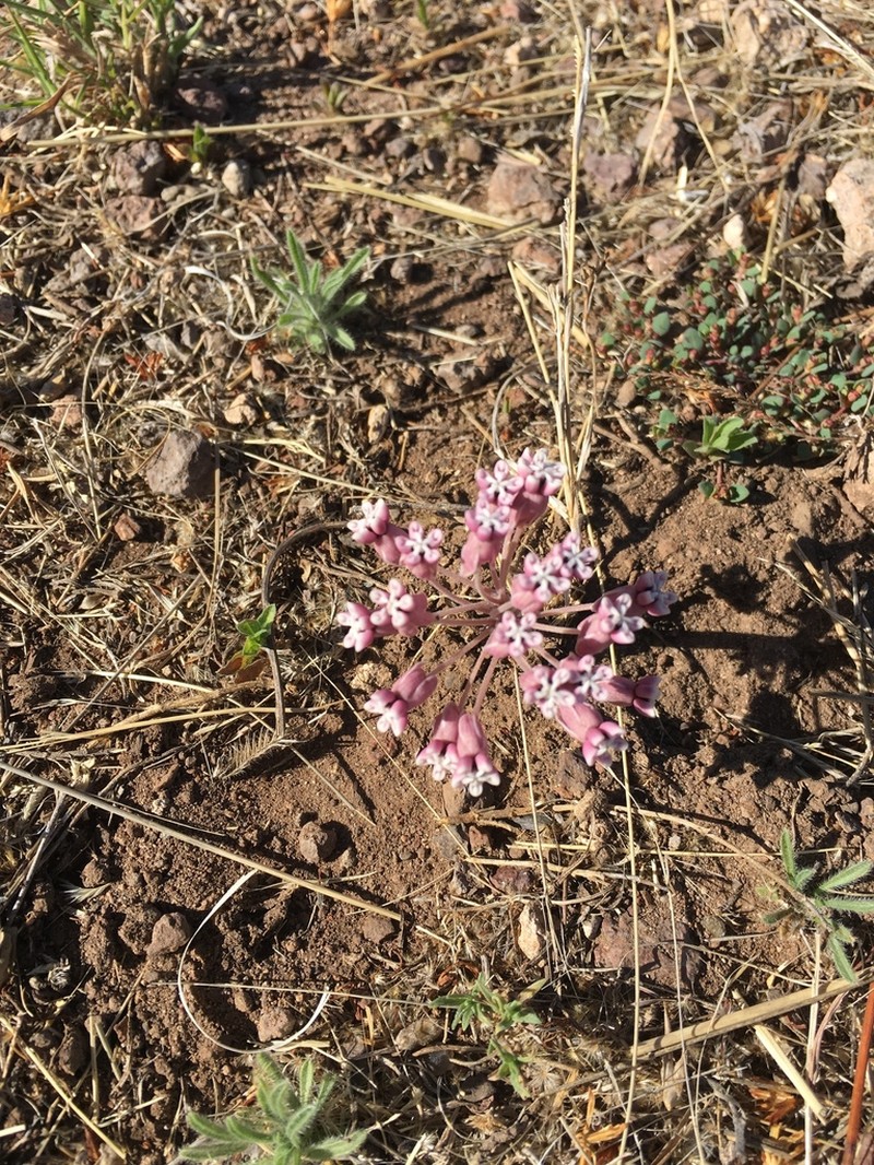Tufted Milkweed photo 5
