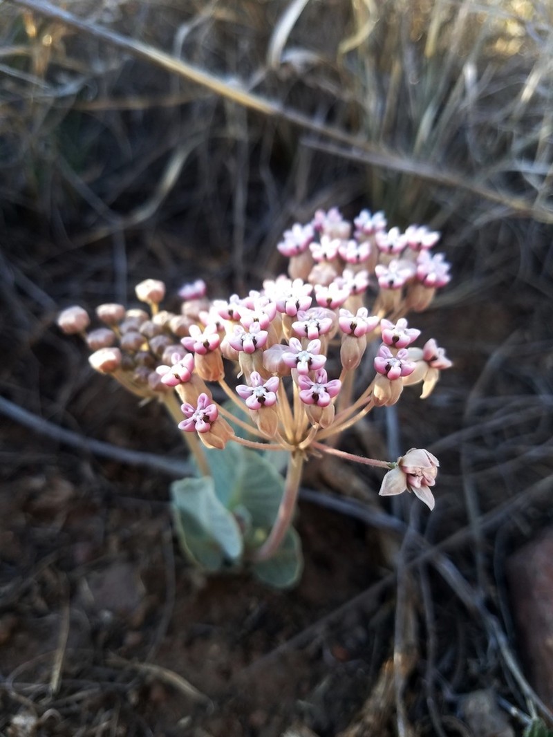 Tufted Milkweed photo 6
