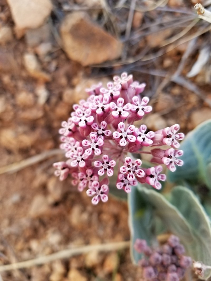 Tufted Milkweed photo 7