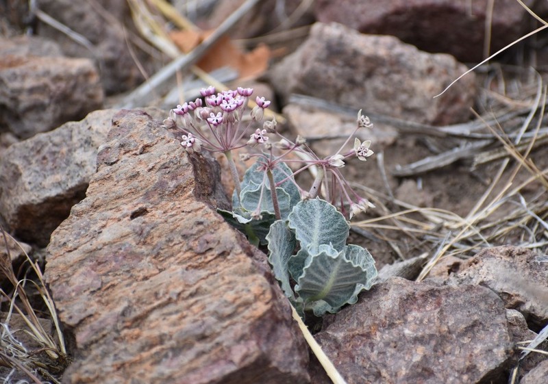 Tufted Milkweed photo 8