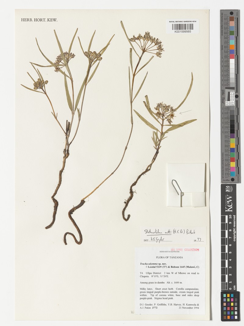 Asclepias nuttii