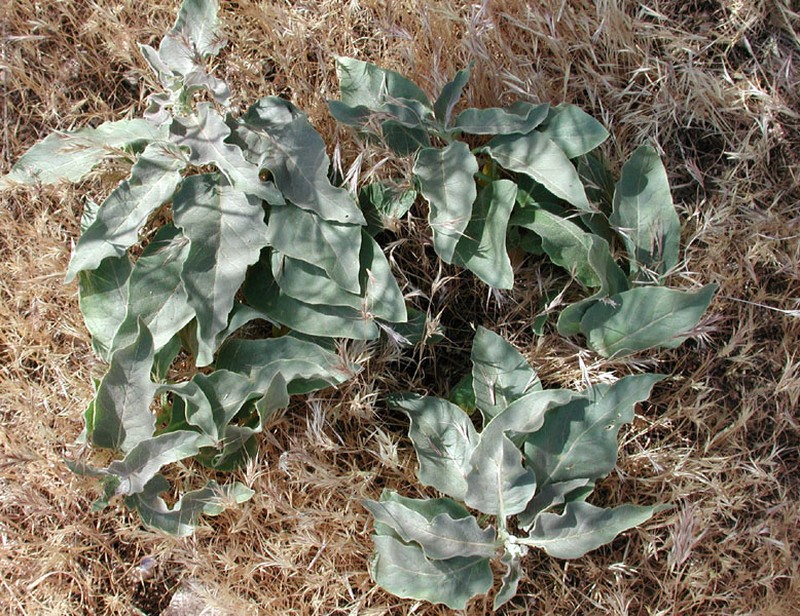 Mojave Milkweed