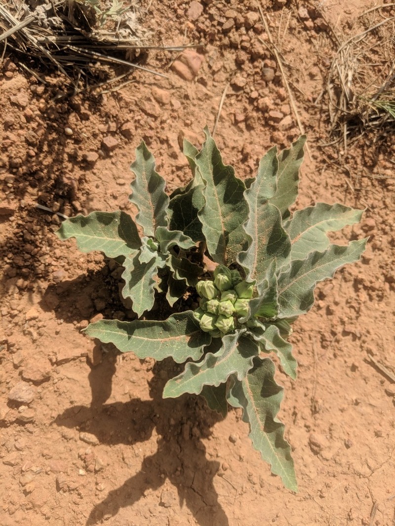 Mojave Milkweed photo 2
