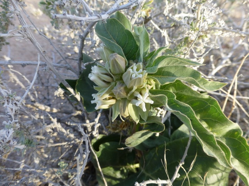 Mojave Milkweed photo 3