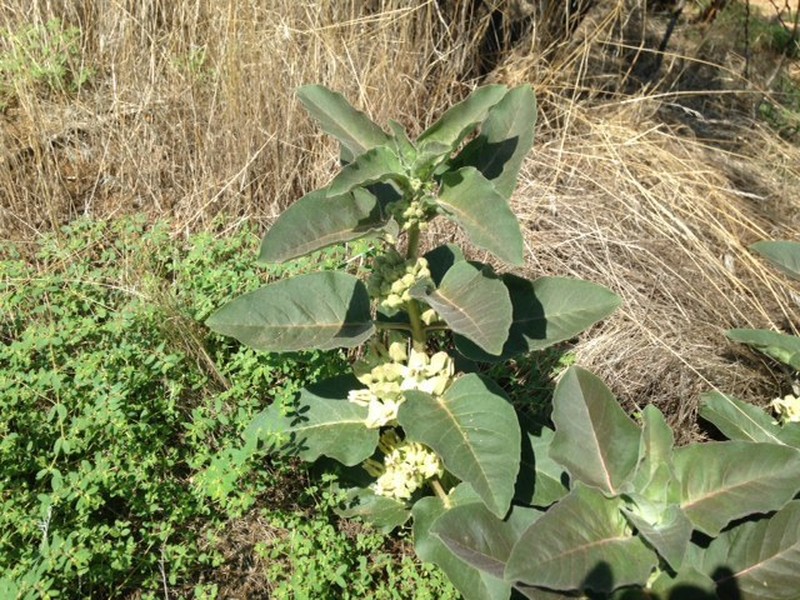 Mojave Milkweed photo 4