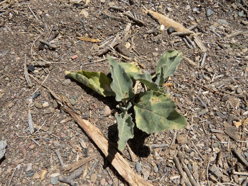 Mojave Milkweed photo 5