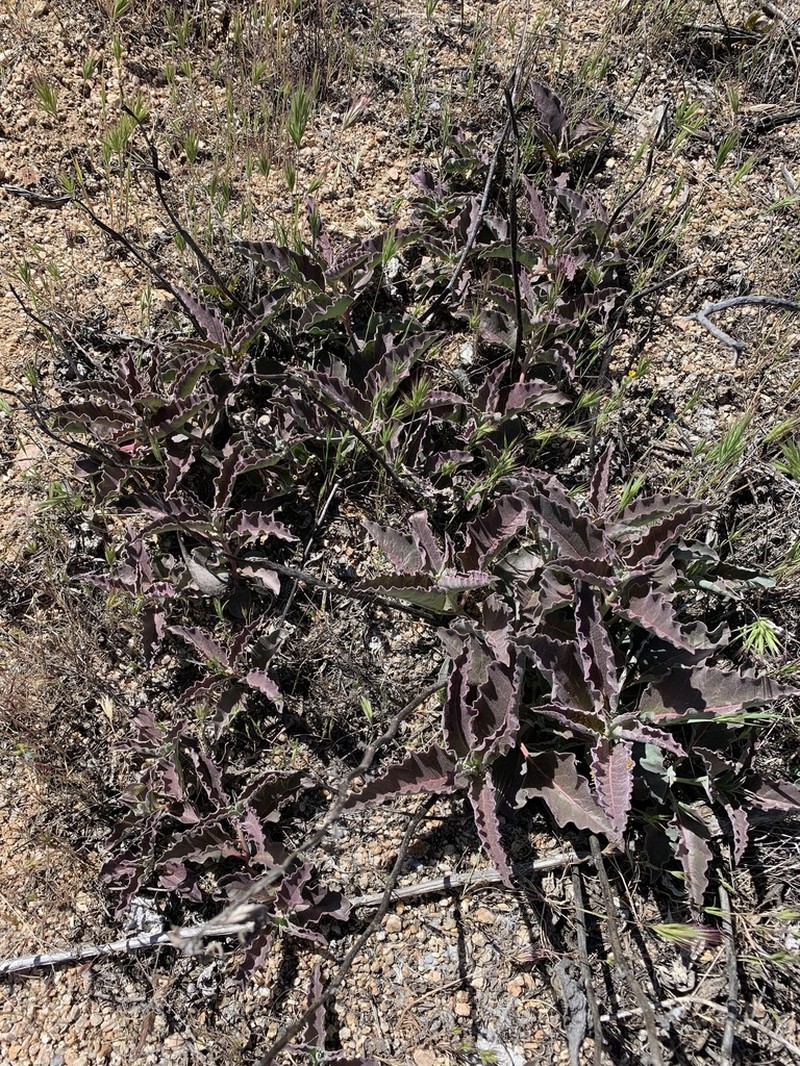 Mojave Milkweed photo 6