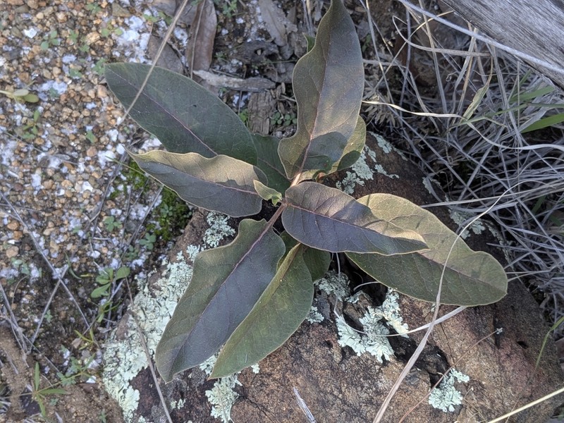 Mojave Milkweed photo 7