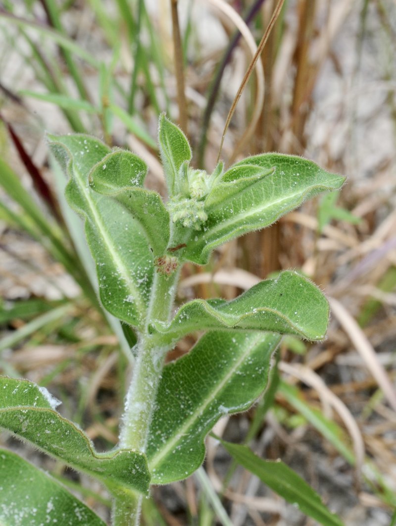 Pineland Milkweed