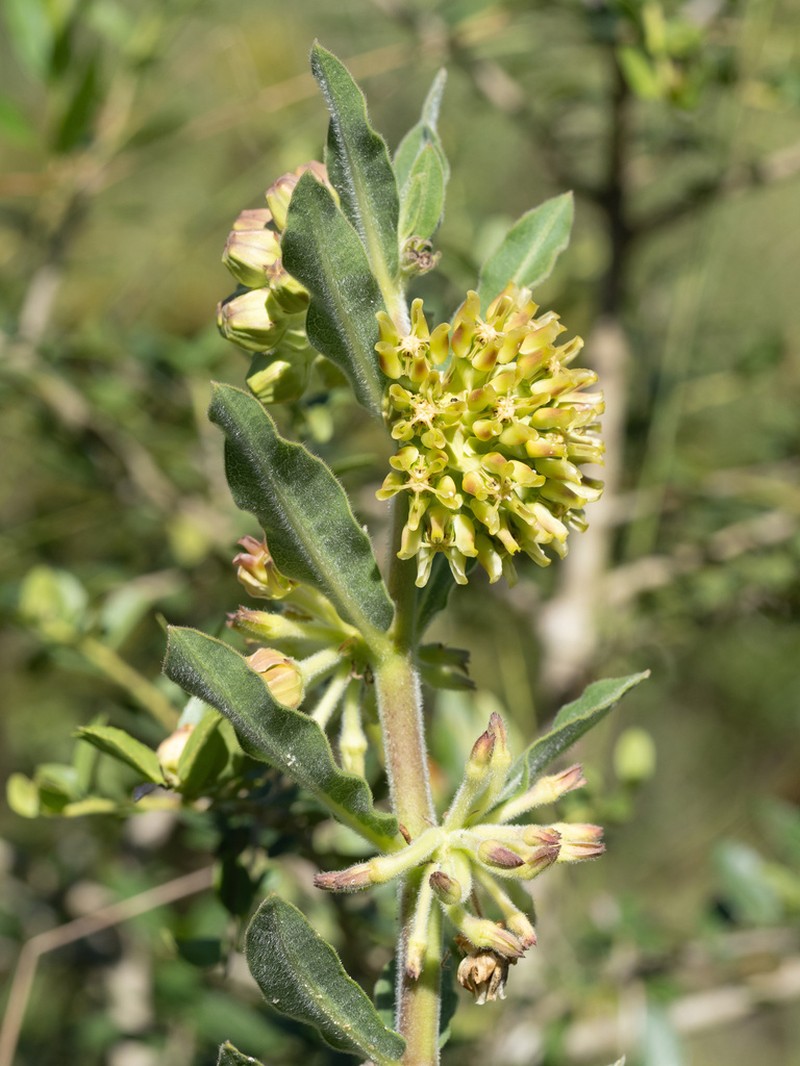 Pineland Milkweed