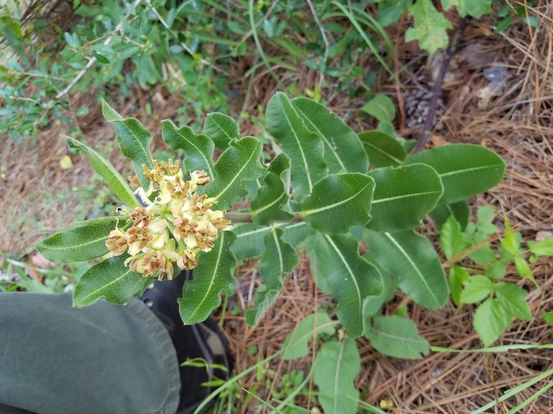 Pineland Milkweed photo 2