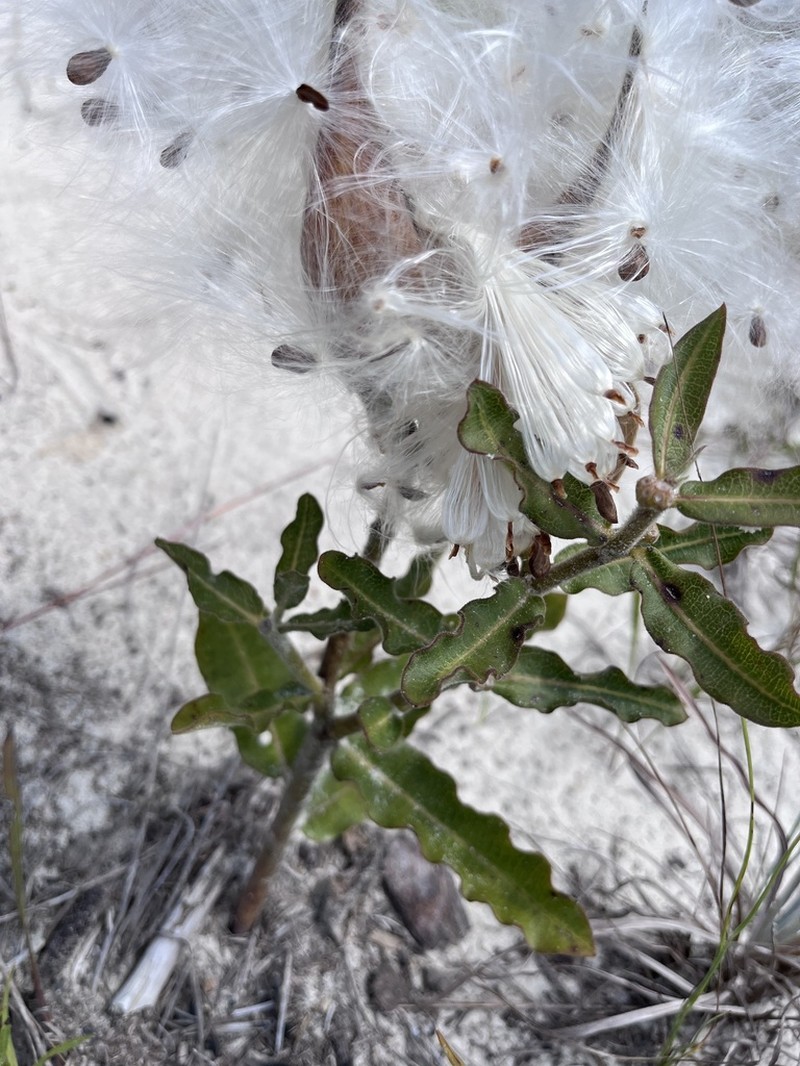 Pineland Milkweed photo 3