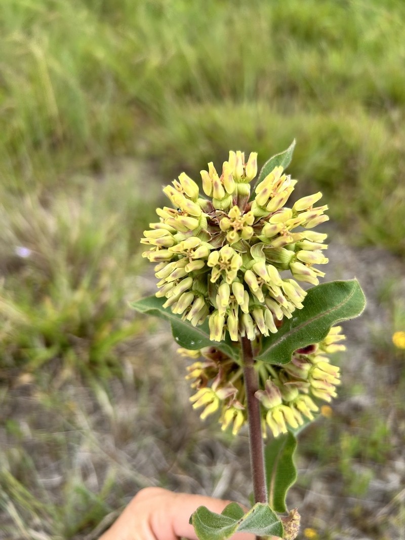 Pineland Milkweed photo 4