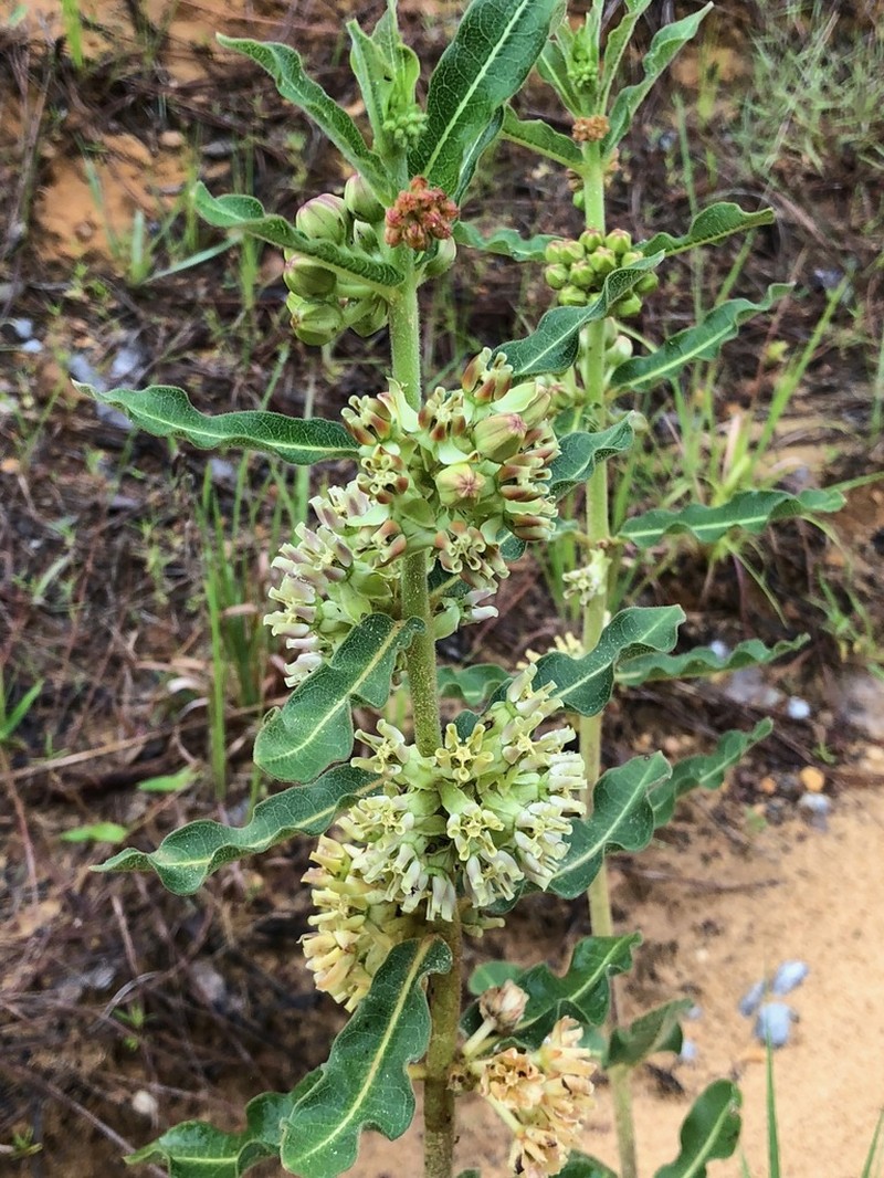 Pineland Milkweed photo 5