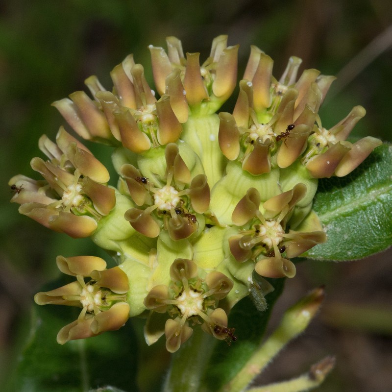 Pineland Milkweed photo 6