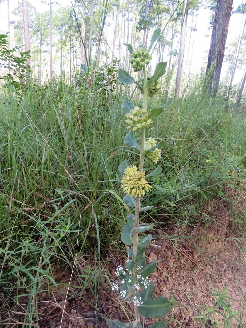 Pineland Milkweed photo 7