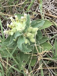 Zizotes Milkweed