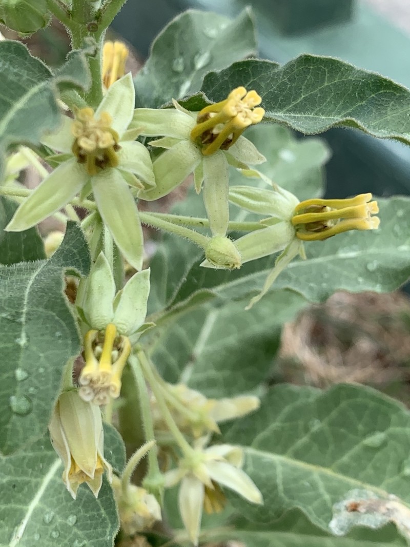Zizotes Milkweed photo 2