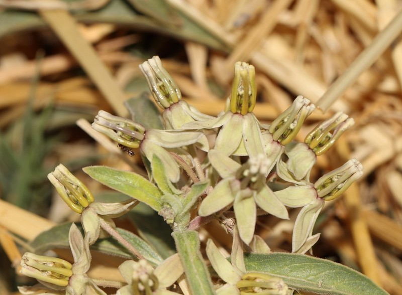 Zizotes Milkweed photo 3